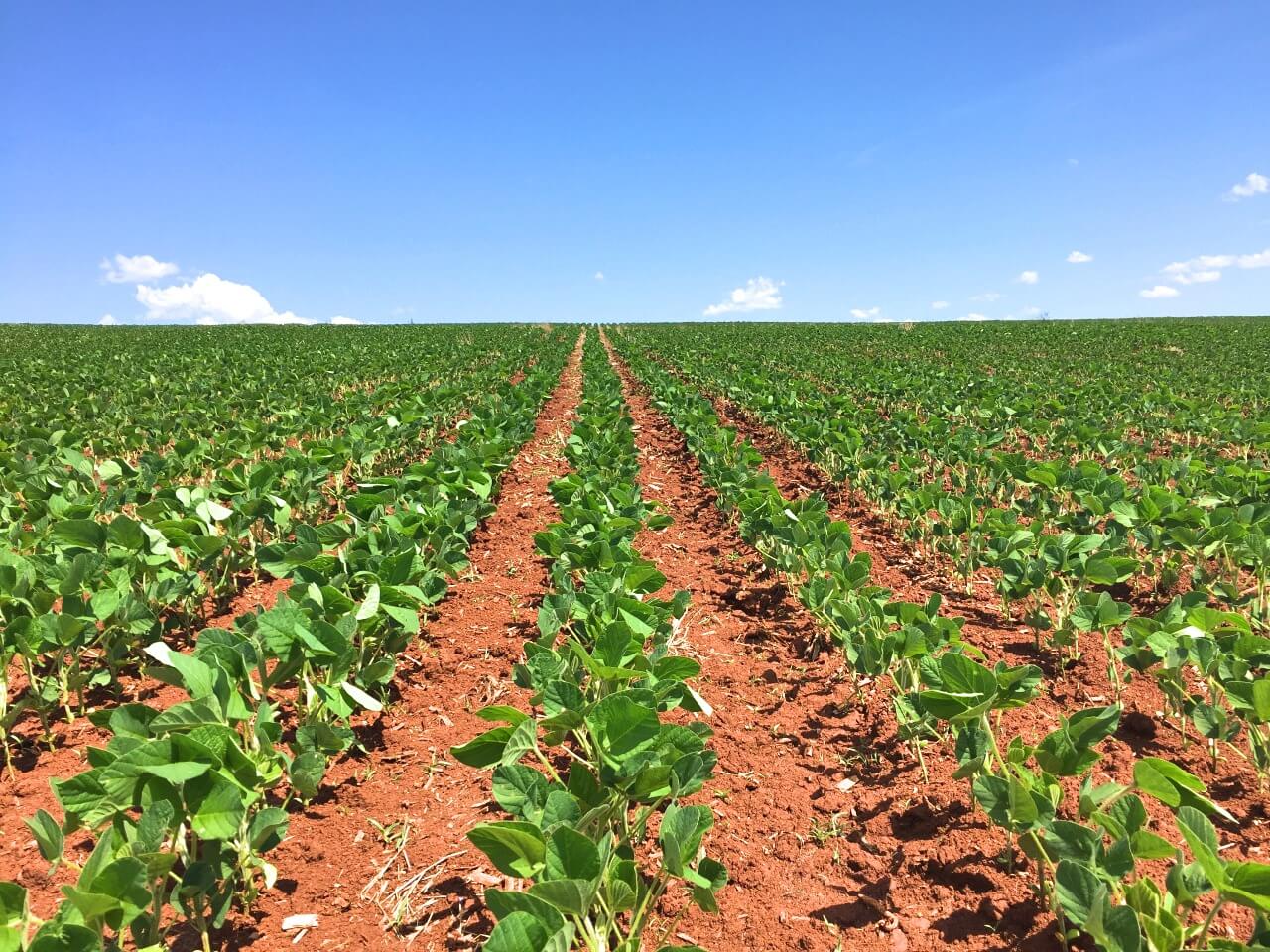 Saiba Mais Sobre O Manejo P S Emergente De Plantas Daninhas Na Soja