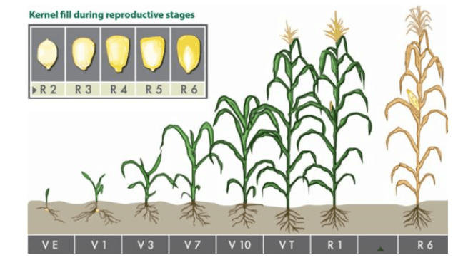 Ciclo de desenvolvimento da plantação de milho 