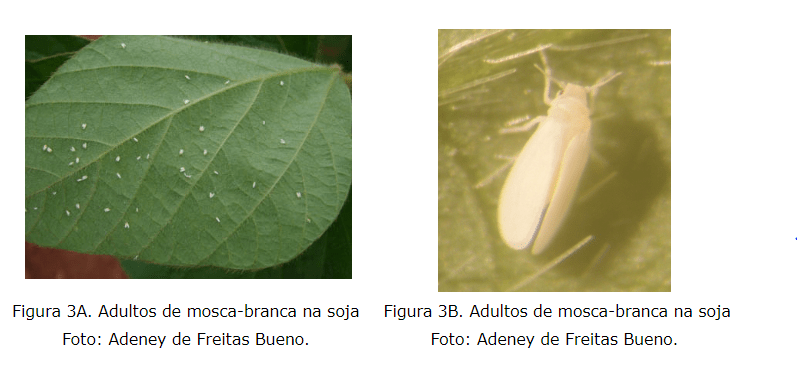 mosca branca adulta nas folhas da soja 