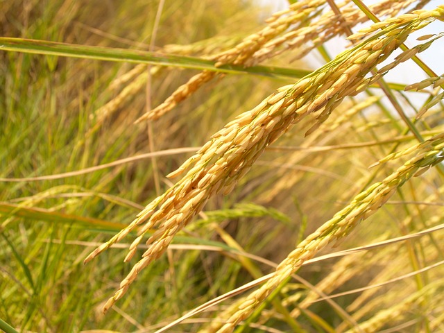 plantação de arroz - agricultura 