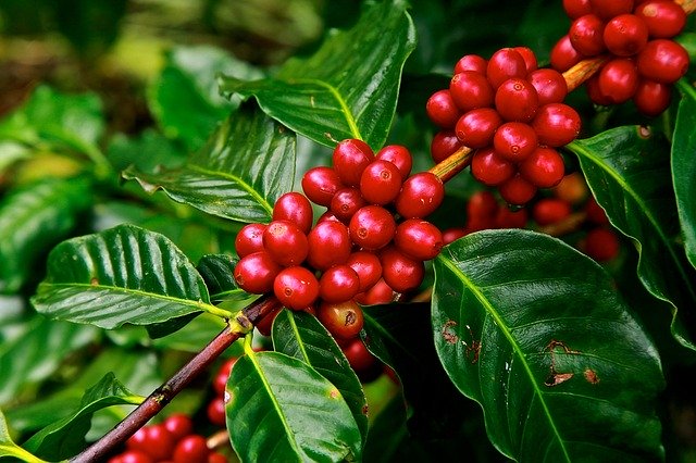plantação de café - agricultura