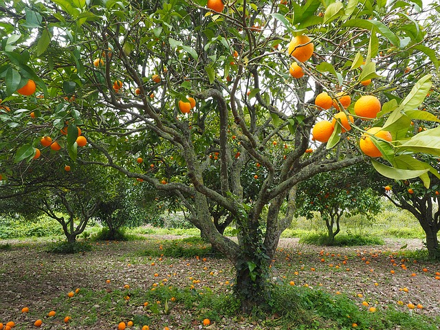 plantação de laranja - agricultura 