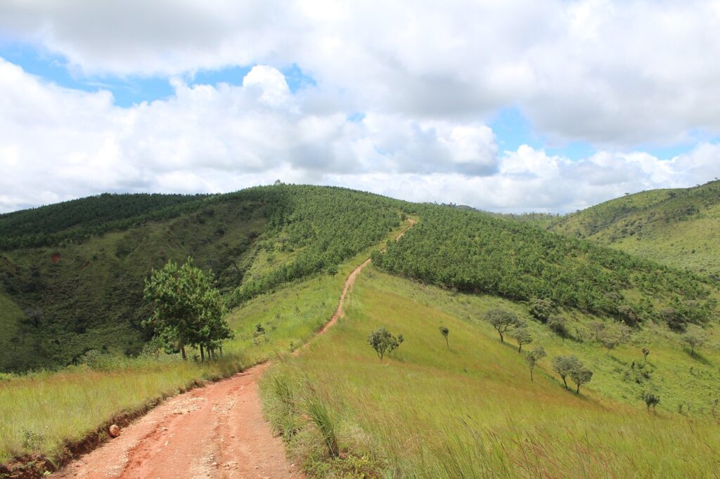 
Reflorestamentos - prática que ajuda na sustentabilidade da fazenda 
