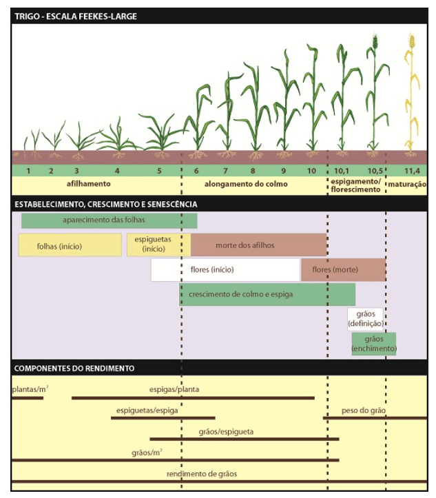 ciclo de desenvolvimento da cultura de trigo 