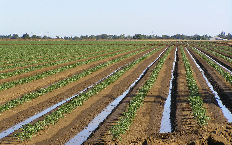 Método de irrigação por superfície - Agricultura irrigada 