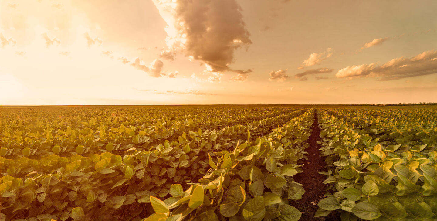 Myfarm Software de Gestão Agrícola para Propriedades Rurais - MyFarm