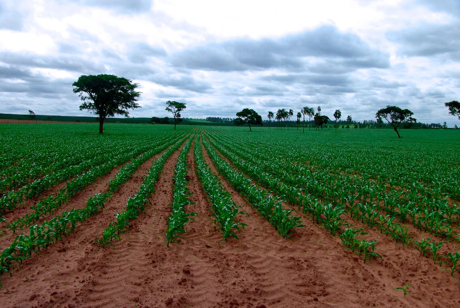 Adubação Verde Aumente A Fertilidade Do Solo Com Essa Prática 1978