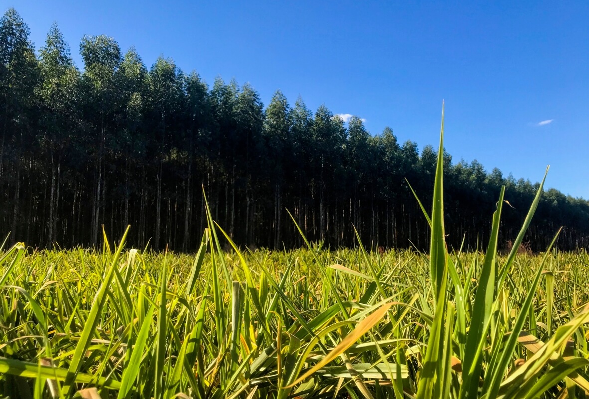 Brachiaria: Conheça As Principais Espécies E As Formas De Manejo