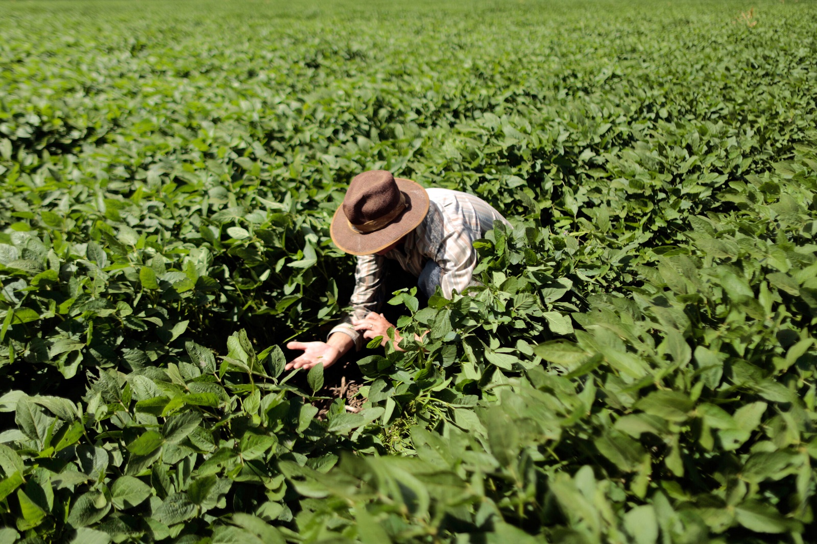 Exemplo Comum De Bioproduto Utilizado Na Agricultura