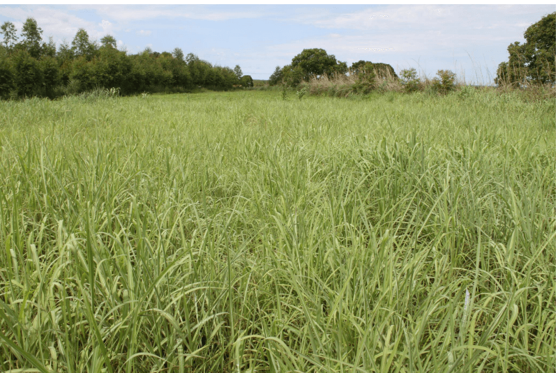 Andropogon