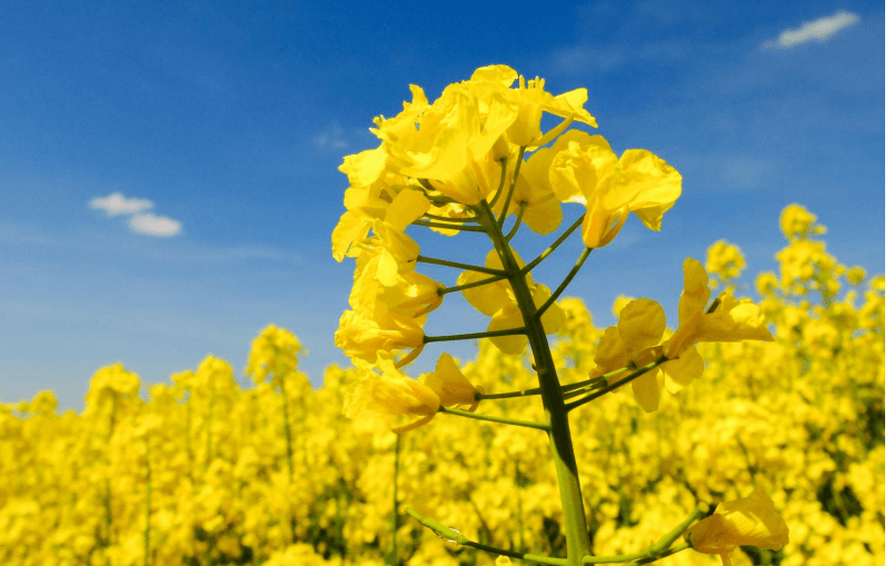 Canola