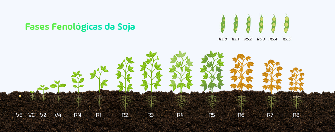 fenologia da soja